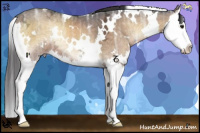 Horse Color:White Spotted Buckskin Ice Onyx Mushroom Sabino Splash
