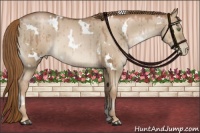Horse Color:White Spotted Liver Red Dun Pearl