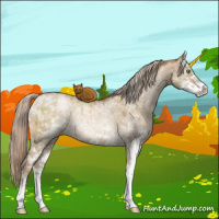 Horse Color:White Spotted Liver Red Dun Pearl Sabino Rabicano Brindle