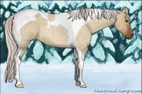 Horse Color:Silver Bay Roan Dun Tobiano 