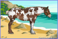 Horse Color:White Spotted Liver Chestnut 