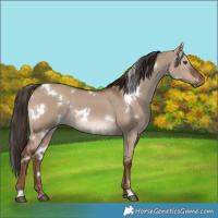 Horse Color:White Spotted Liver Red Dun 