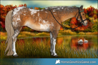 Horse Color:Chocolate Palomino Tobiano 