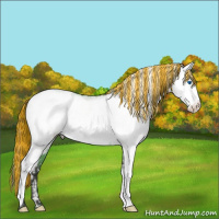 Horse Color:Painted Watercolor White Spotted Amber Champagne Splash Appaloosa and Painted White Spotted Buckskin Appaloosa