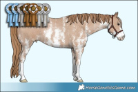 Horse Color:Black Pearl Sabino