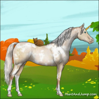 Horse Color:White Spotted Silver Buckskin Pearl Dun Brindle 