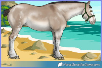 Horse Color:White Spotted Liver Red Dun Sabino Rabicano 