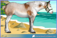 Horse Color:White Spotted Chocolate Palomino Sabino Rabicano