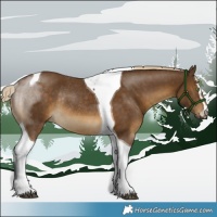 Horse Color:Chocolate Palomino Sabino Tobiano Rabicano