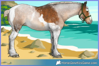 Horse Color:White Spotted Chocolate Palomino Tobiano Rabicano