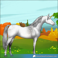 Horse Color:Gray White Spotted Brown Dun Mushroom Rabicano 