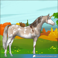 Horse Color:White Spotted Liver Red Dun Splash 