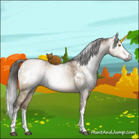 Horse Color:Gray White Spotted Brown Ice Pearl Dun Splash Brindle 