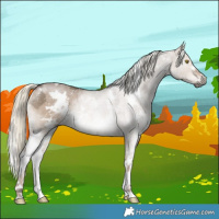 Horse Color:Gray White Spotted Liver Red Dun Ice Mushroom Sabino Rabicano