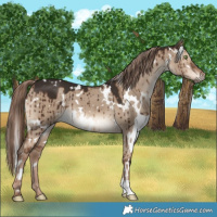 Horse Color:White Spotted Liver Red Dun Brindle 