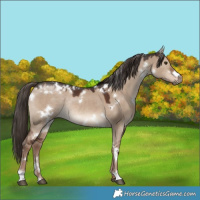 Horse Color:White Spotted Liver Red Dun Rabicano 