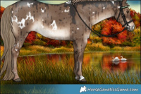 Horse Color:White Spotted Liver Red Dun Brindle 