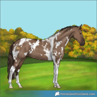 Horse Color:White Spotted Liver Red Dun Tobiano 