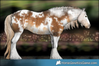 Horse Color:White Spotted Chocolate Palomino Rabicano 