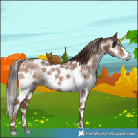 Horse Color:Liver Red Dun Sabino Splash Tobiano Brindle 