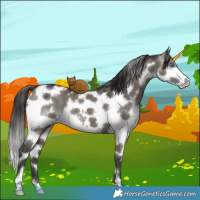 Horse Color:White Spotted Smoky Grullo Splash Tobiano 
