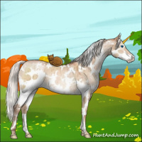 Horse Color:White Spotted Silver Brown Pearl Dun Sabino Splash Brindle 