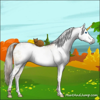 Horse Color:Gray Liver Red Dun Pearl Sabino Splash Rabicano Brindle 