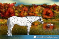 Horse Color:White Spotted Liver Red Dun Roan Appaloosa