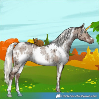 Horse Color:White Spotted Liver Red Dun Mushroom Rabicano Brindle 