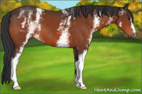Horse Color:White Spotted Brown 