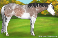 Horse Color:White Spotted Brown Roan Splash 