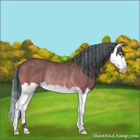 Horse Color:Painted Bay Splash Rabicano 