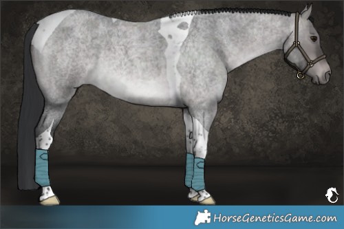 Horse Color:Platinum Brown Roan Dun Tobiano 