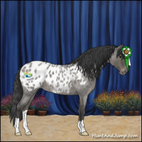 Horse Color:Grullo Roan Appaloosa 
