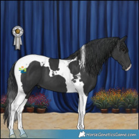 Horse Color:Black Tobiano 