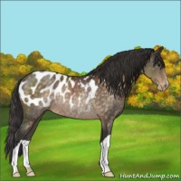 Horse Color:Buckskin Appaloosa Rabicano 