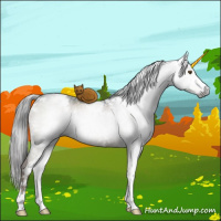 Horse Color:Gray White Spotted Liver Red Dun Sabino Brindle 