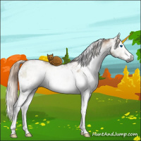 Horse Color:Gray White Spotted Liver Red Dun Pearl Splash Rabicano Brindle 