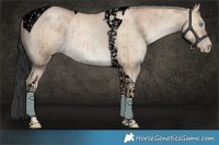 Horse Color:Void Chocolate Palomino Pearl Dun Tobiano Rabicano Brindle 