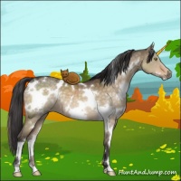 Horse Color:White Spotted Buckskin Dun Mushroom Brindle 