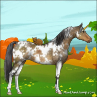 Horse Color:White Spotted Buckskin Dun Brindle