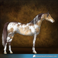 Horse Color:White Spotted Chocolate Buckskin Dun Rabicano Brindle
