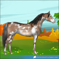 Horse Color:White Spotted Liver Red Dun Sabino Rabicano 