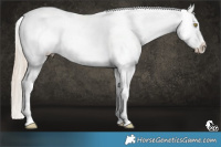 Horse Color:Palomino Dun Splash Appaloosa 