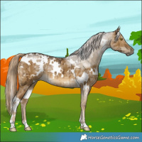Horse Color:White Spotted Chocolate Palomino Ice Dun Brindle 