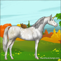 Horse Color:White Spotted Chocolate Palomino Ice Pearl Dun Mushroom Sabino Brindle