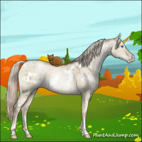Horse Color:White Spotted Chocolate Palomino Pearl Dun Mushroom Brindle 