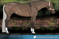 Horse Color:Silver Brown Dun Tobiano 