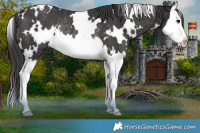 Horse Color:White Spotted Smoky Black Splash Rabicano