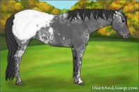 Horse Color:Black Ice Appaloosa 